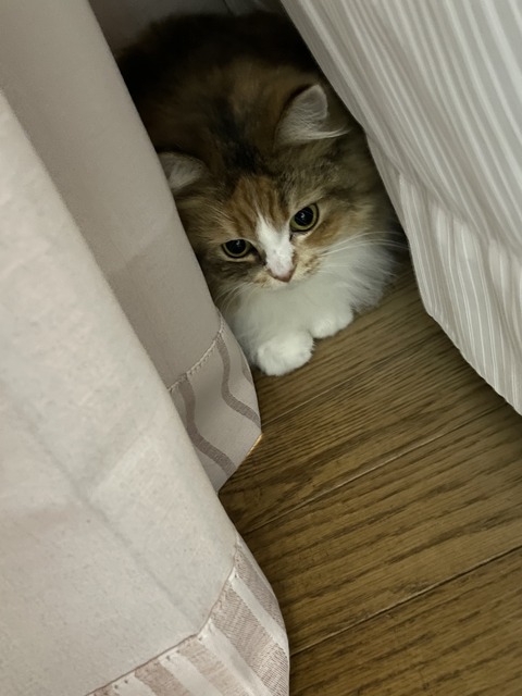 E4C4175D-81DB-4549-B961-4324E0633833