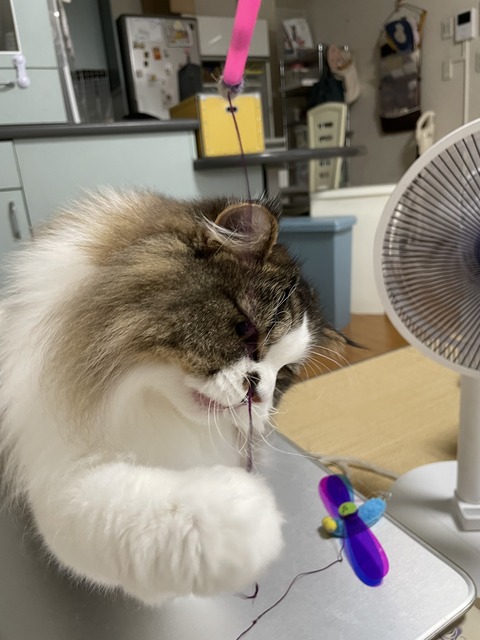 D6F7F32F-ADD8-4A2B-9AAA-2A3E94654A91