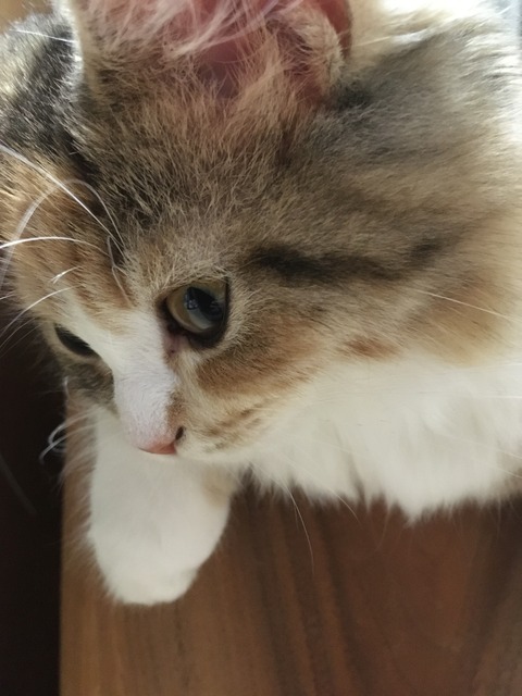 F72D81E5-14BA-45F1-8C32-BB9202A5E9CC