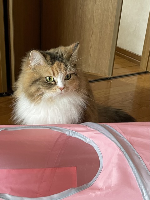 E3C3AB90-0FE9-492A-9BE9-E3C3DE130F22