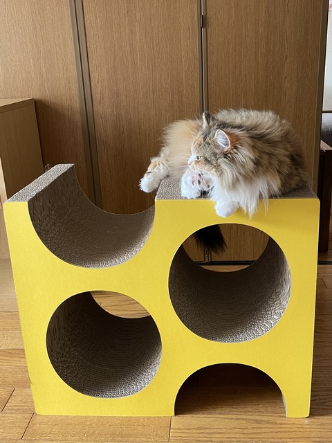 448C4965-32F5-403D-9EFA-3BCB77850444