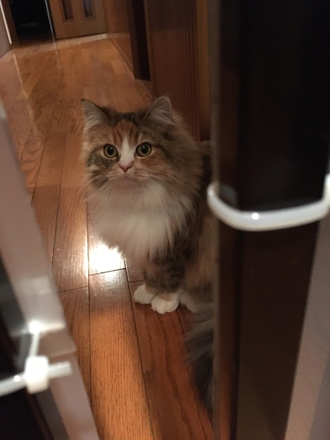 AA447C06-D7CC-42CC-BDA0-D9702FC13AB6