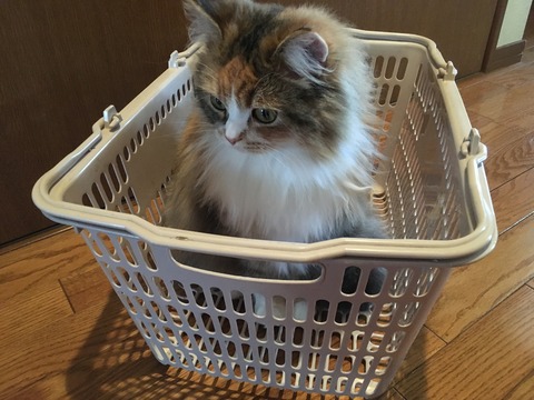 75EE2058-6B2C-48D4-B371-B884A19465DF