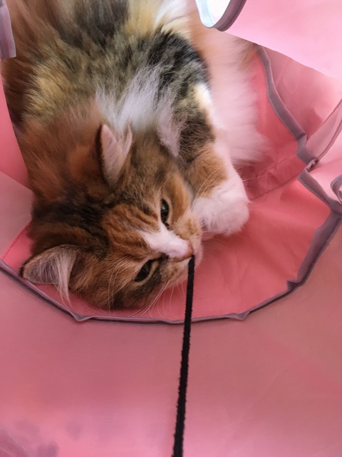 258527EE-D0D9-4262-81BD-07DC49A5430C