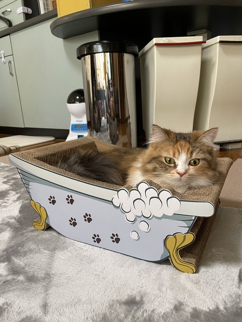 822C15CD-F6FE-43F1-9920-B2BD038DA90E