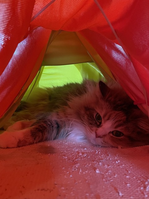 FDFE64D8-ECCF-4A6B-BE3D-5991EEDA4A9D