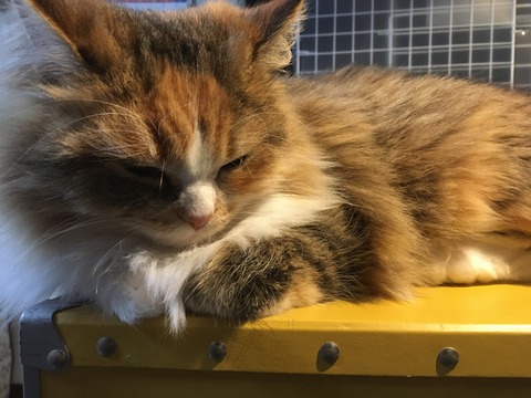 33EA3BC2-DCFF-4DBE-BE84-E9AA05CDF2D5