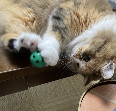 DC709F29-C05F-4CF7-8950-BA1F57AC82DC