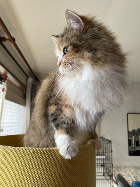 4E76049C-3705-483D-A517-0A8A16E69329