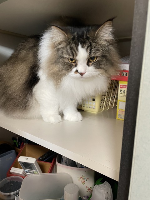 6A4EAA31-4BE7-486D-AC88-C2B61C8A4855