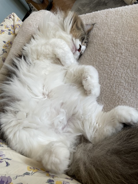 16C8E485-1AE9-4229-84AB-50E722396403