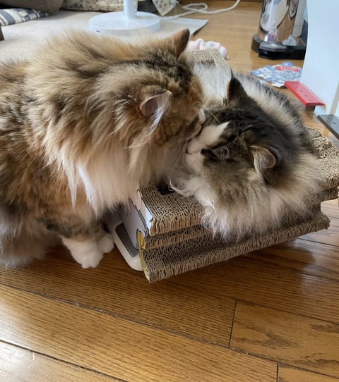 154E720D-43C1-4573-8E86-5BCE2089034C