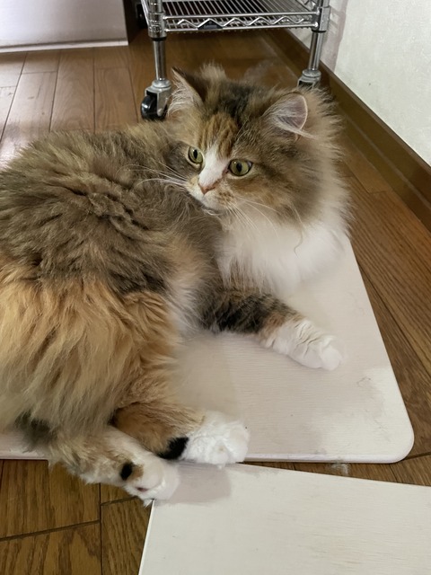 20C2454D-0A82-43CD-A284-1F768A8CF010