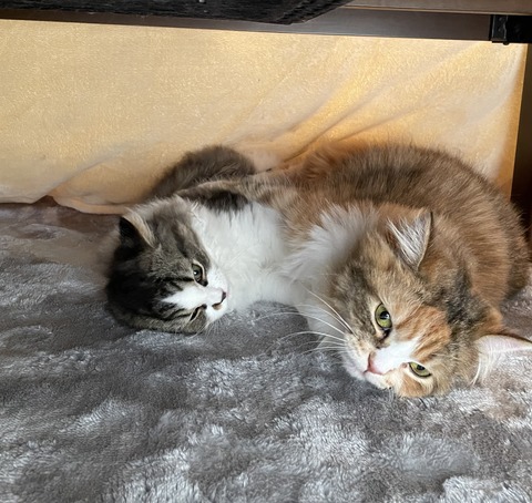 720D582C-2E92-480C-A62E-06D48A217F36