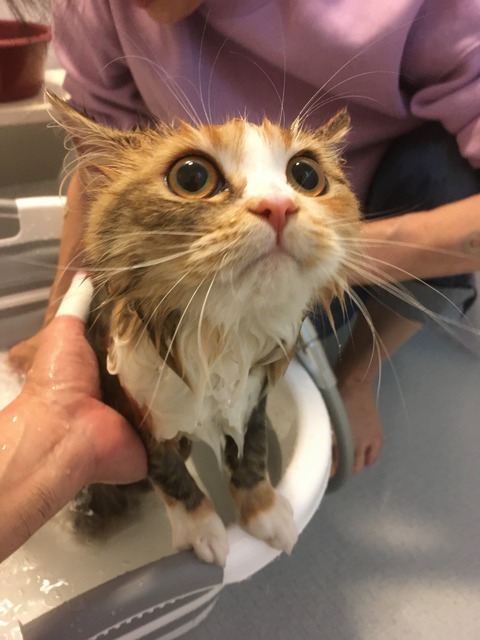 930FFB52-42FC-409D-A77B-C2775E3F65E3