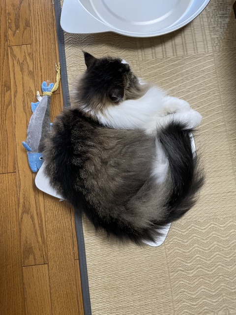 CA73DD51-6F97-4855-8369-EE4BDA51B201