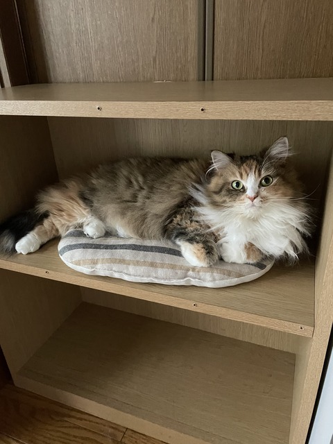 2C1CB221-80AB-4D21-9A71-C5817ADDA6DC