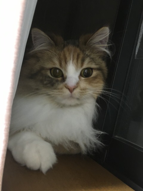 6A4E3E3C-1CBA-4AA1-B4F4-0AD63C5420D7