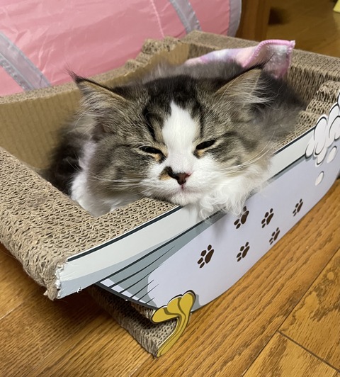 063143E8-EA3A-4949-B862-43B17D205436