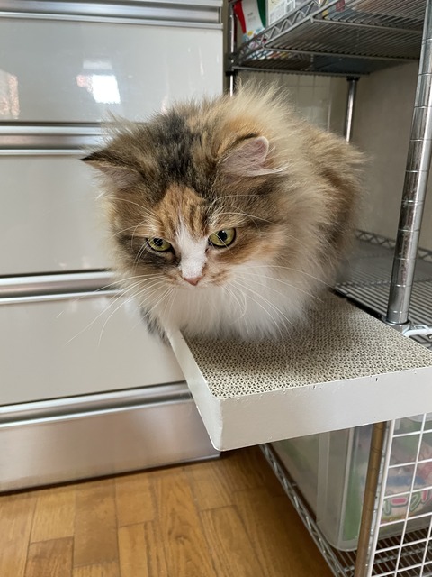 FC961A4C-14D7-4CB5-8B4C-A3E173F661CA