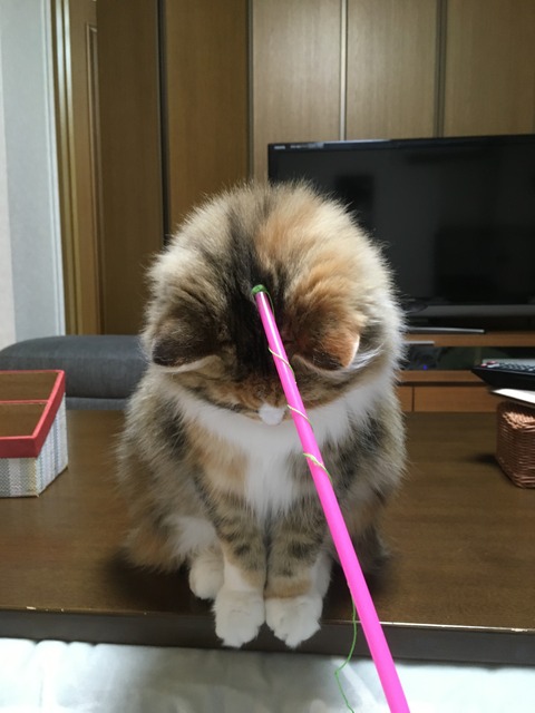 75342C77-0AC3-4107-991E-1D143B5D7795