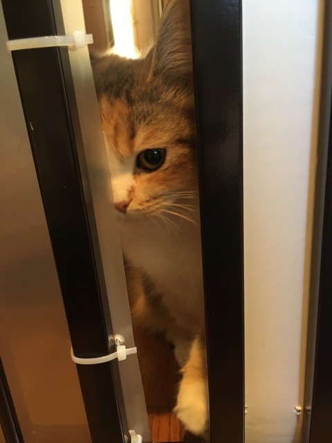 54011ED8-96CC-483F-B57E-D6820943AB83