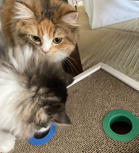 80C3DF27-E5EE-40F9-9EC3-E810AF6D7DD7