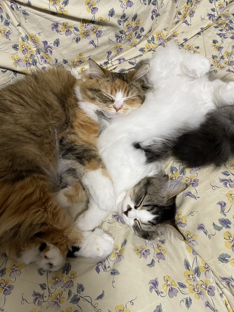 930710F3-A6E6-4492-A9F3-0B89E84D3B6C