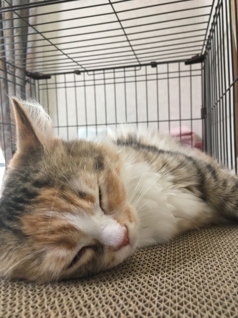 79583783-9ACE-4F9A-9003-EC549AF6EA3D