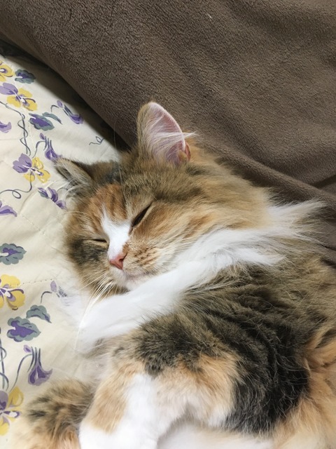 BA65CE78-712A-49B5-8C9D-C7A7C4E3DCAB