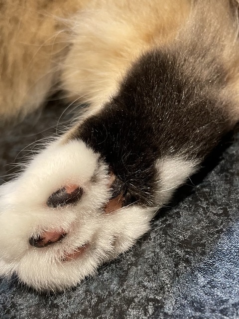 1C3F0CD8-BA1E-427B-9DEF-3A50C33DD1B2