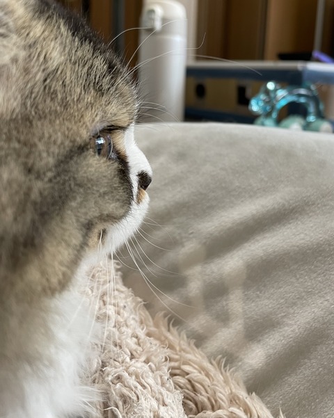 10D8E16E-8F40-48A0-B788-D40165536091