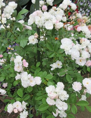 花数が増えてきたよぉ O つくばダンスホリック倶楽部 花数が増えてきたよぉ O つくばダンスホリック倶楽部