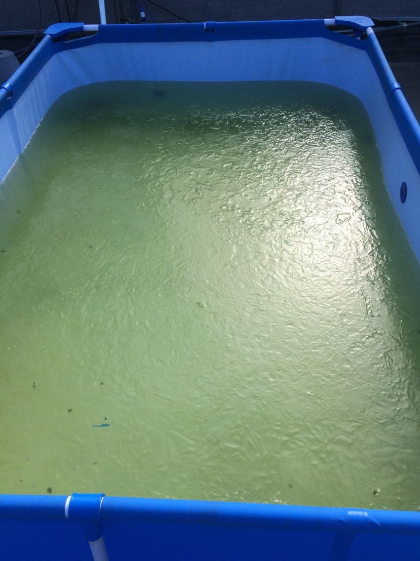 メダカ桶の氷 筑波めだか メダカ通信販売のブログ メダカ桶の氷 筑波めだか メダカ通信販売のブログ