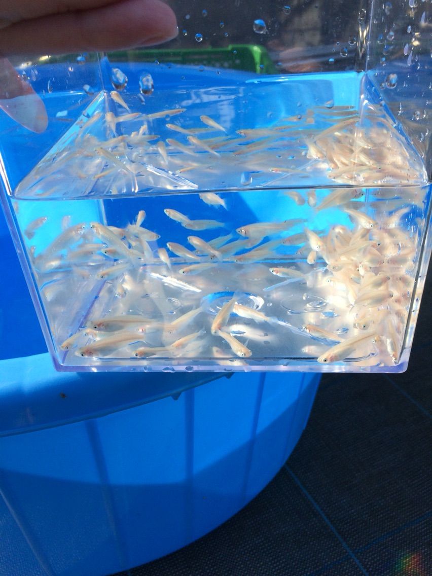 ピュアホワイトとはコレ 筑波めだか メダカ通信販売のブログ