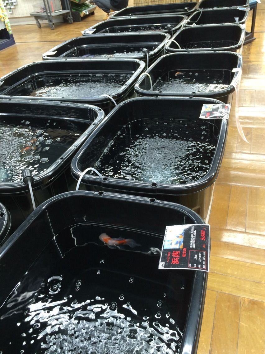 筑波めだか メダカ通信販売のブログ 筑波めだか メダカ通信販売のブログ