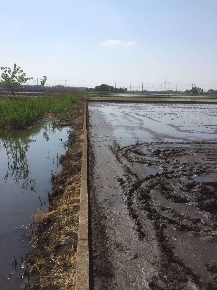 天然メダカ 筑波めだか メダカ通信販売のブログ 天然メダカ 筑波めだか メダカ通信販売のブログ