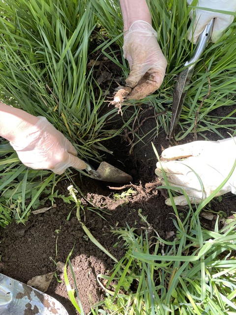 たんぽぽ採集③