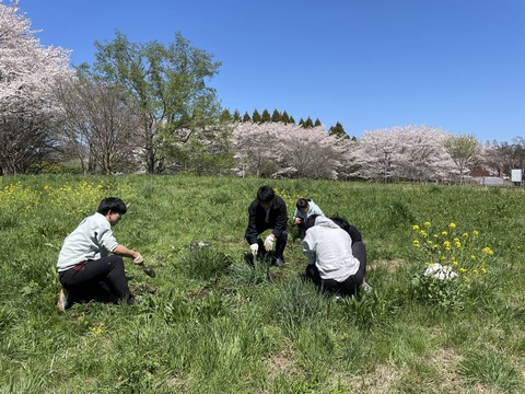 たんぽぽ採集①