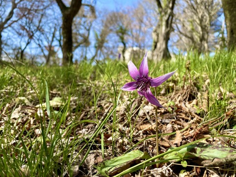 筑波山カタクリ