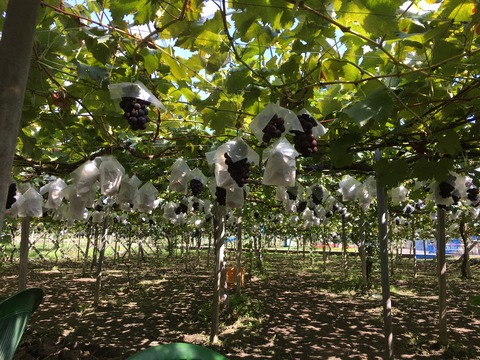 20210920_034945351_iOS