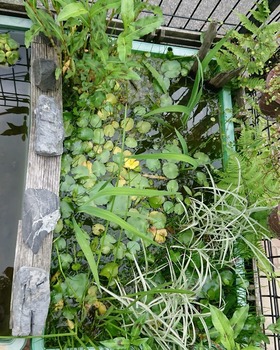 IMG_20200601_183641_466