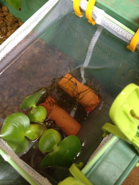 すくい網でめだか卵 稚魚サテライト チョコ断ち実験室
