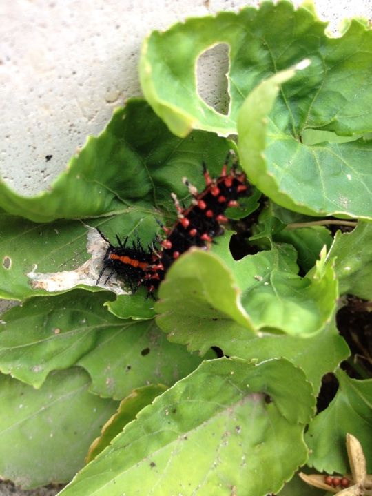 ツマグロヒョウモンの幼虫 チョコ断ち実験室 ツマグロヒョウモンの幼虫 チョコ断ち実験室