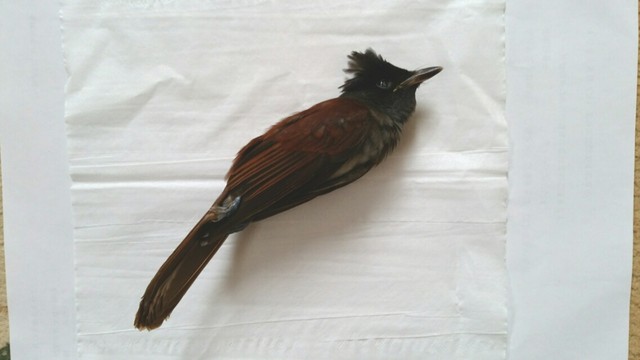 剥製 鳥 鳥類 Tapaszenica Ba