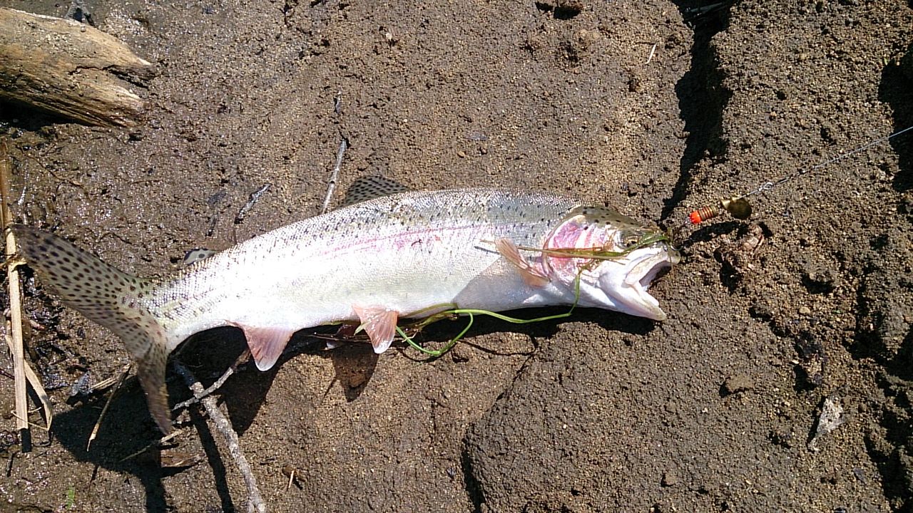 (有)つくしグッド住まいる 釧路建築・不動産情報ブログ : 釣り ニジマス - C12b2993 (有)つくしグッド住まいる 釧路建築・不動産情報ブログ : 釣り ニジマス - C12b2993