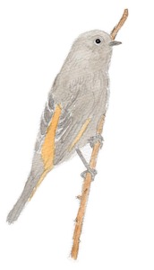 ���祦�ӥ����᥹