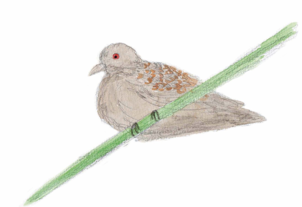 野鳥のイラスト キジバト つまこ画像板 野鳥のイラスト キジバト つまこ画像板