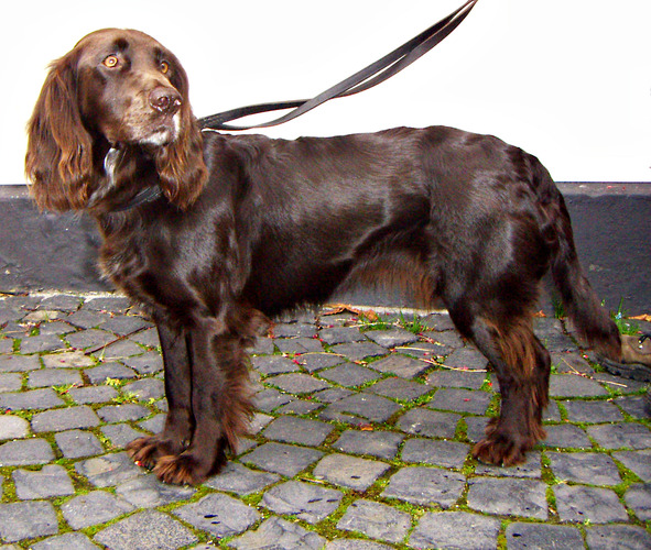 Deutscher_Wachtel_2