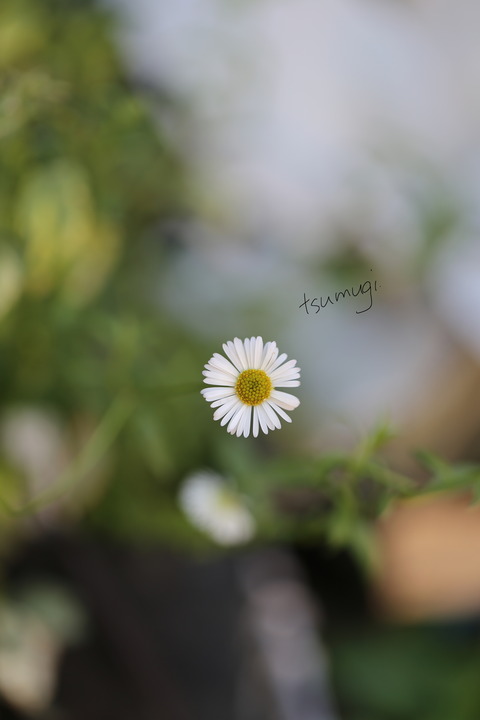 IMG_5850 のコピー